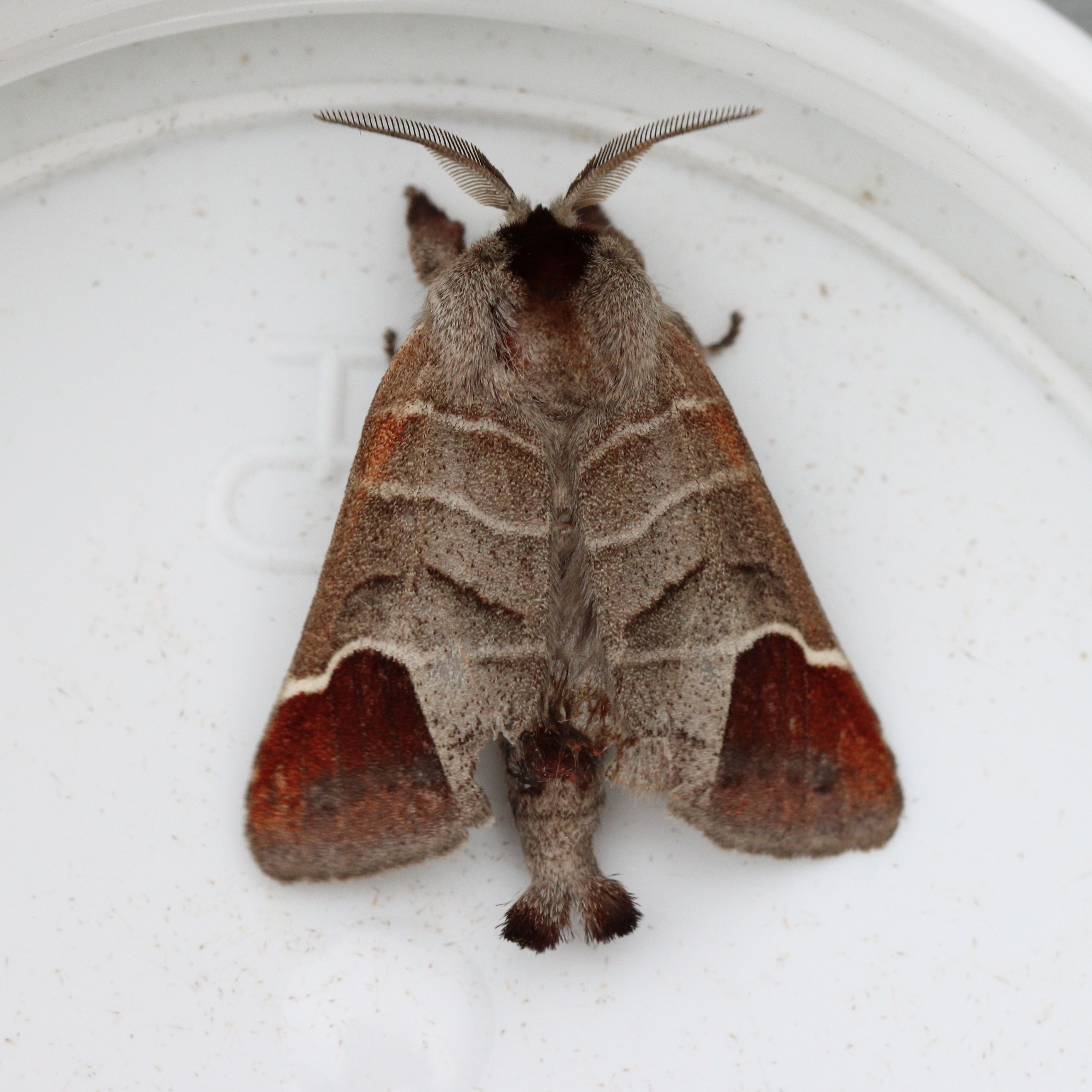 Photo of Chocolate-tip (Clostera curtula)